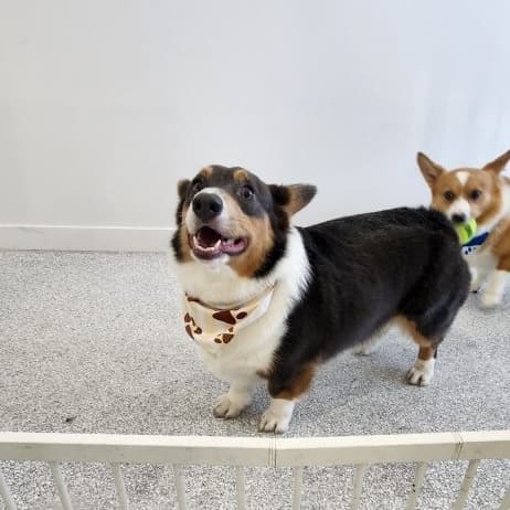 How Much Does Dog Grooming Cost in La Mirada?