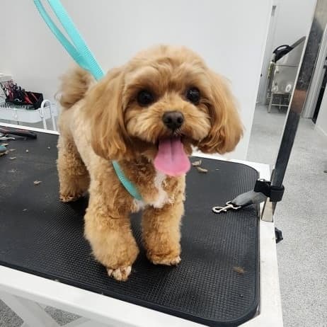 The Complete Goldendoodle Grooming Guide