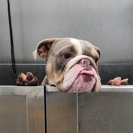 Bulldog peeking over the edge of a grooming tub at Puppy Day in La Mirada
