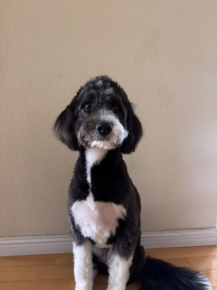 Groomed dog from Bora S. review