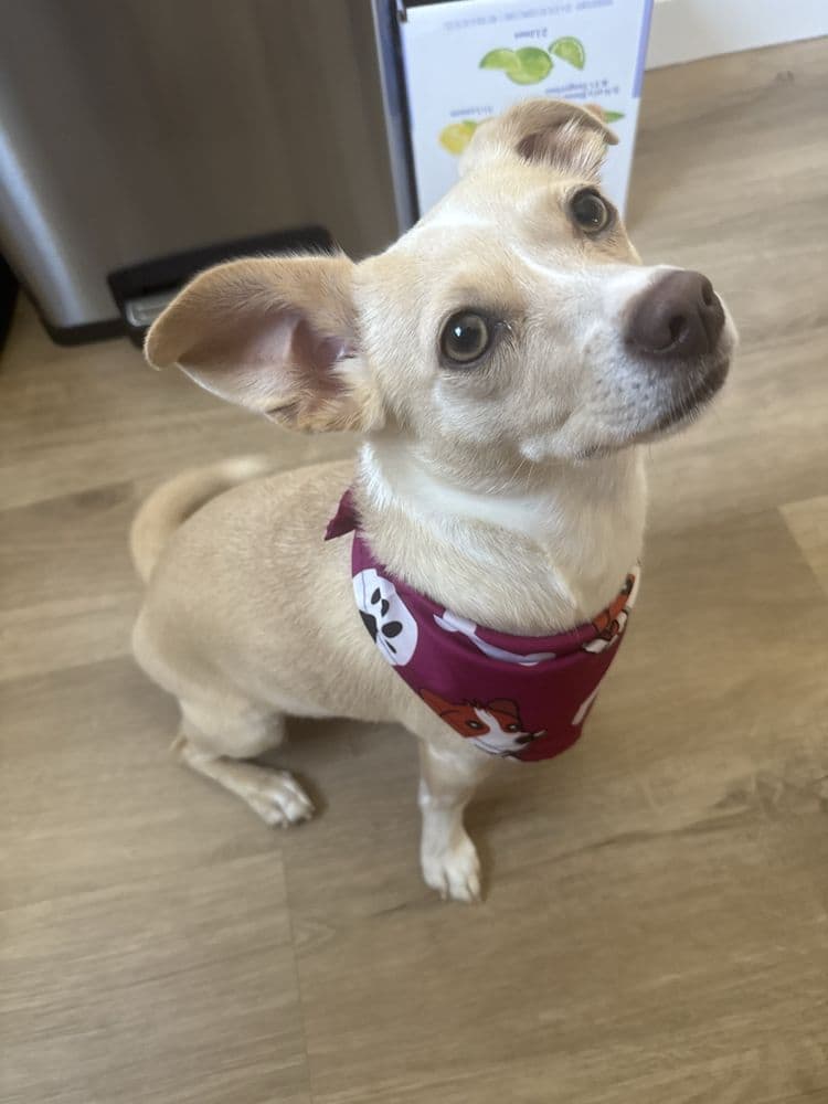 Groomed dog from Andrew U. review