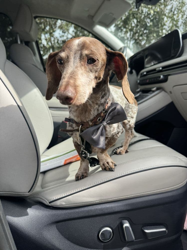 First groomed dog from Kayde C. review