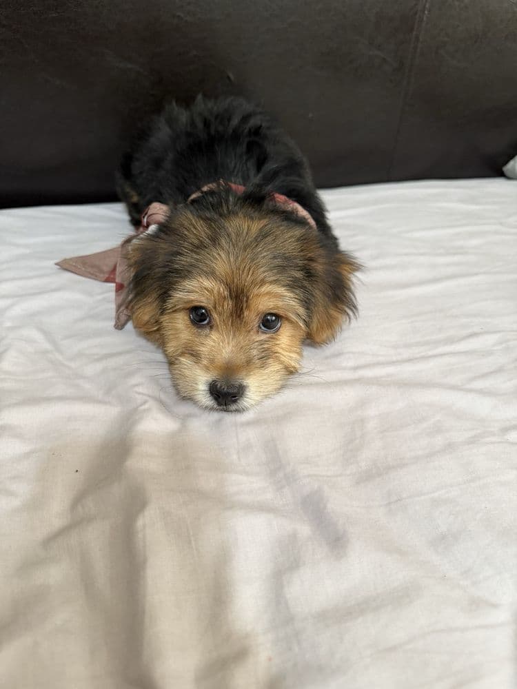 First groomed dog from Deborah A. review