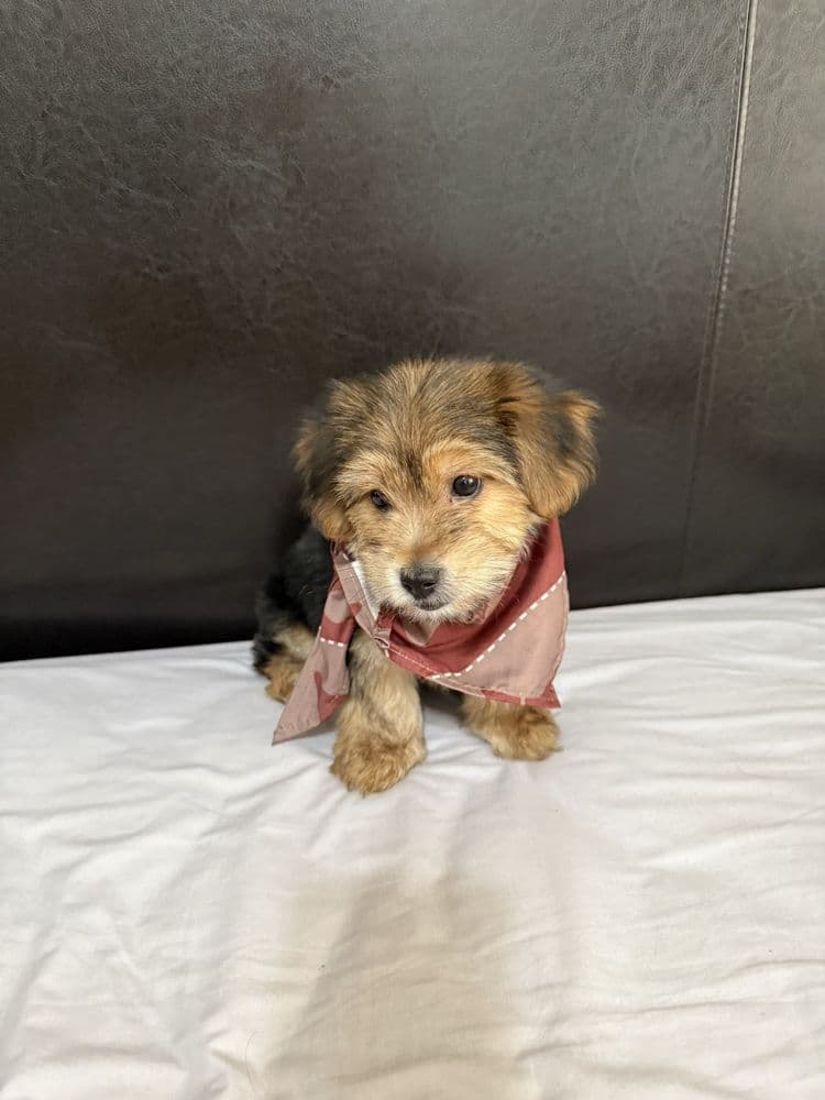 Second groomed dog from Deborah A. review