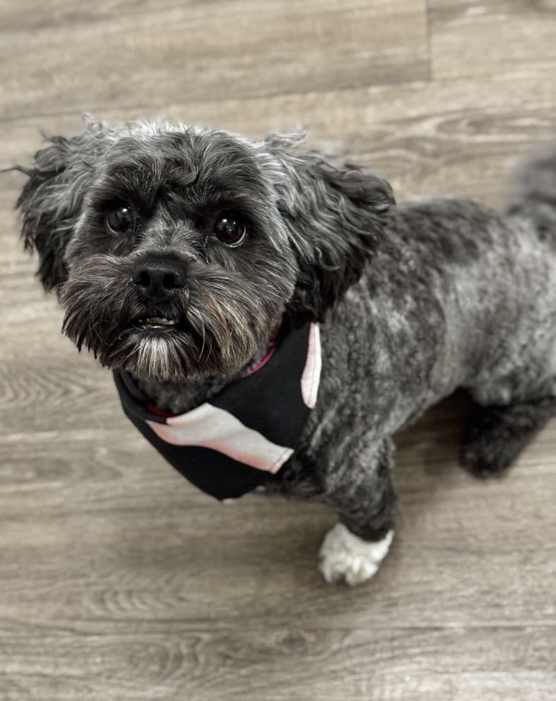 First groomed dog from Wendy A. review