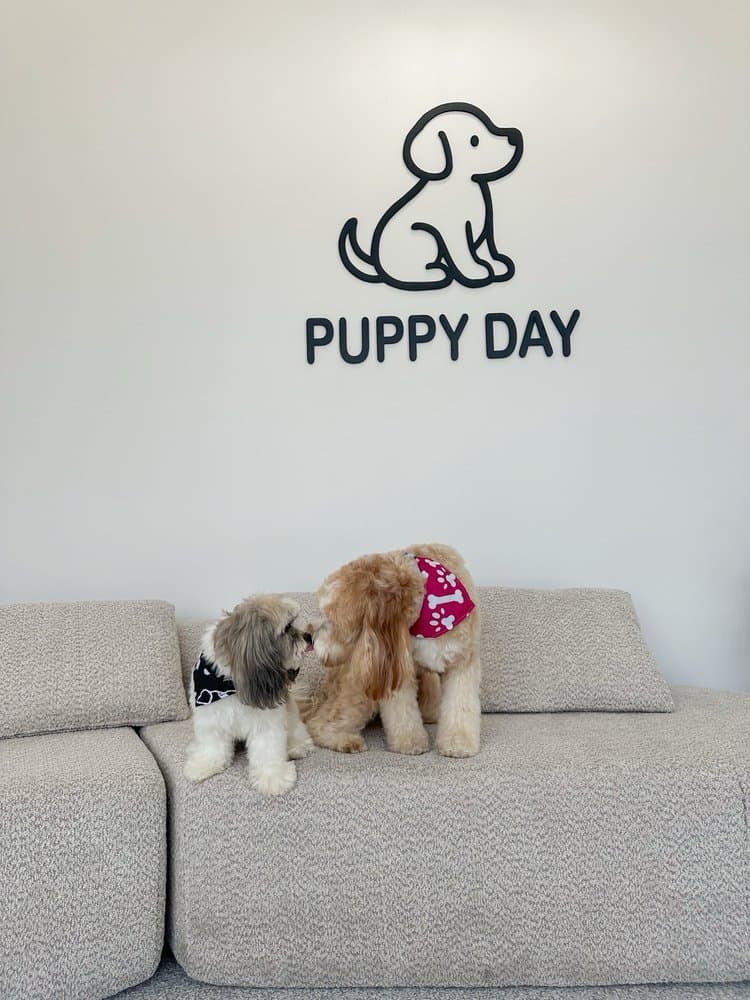 First groomed dog from Yvonne R. review