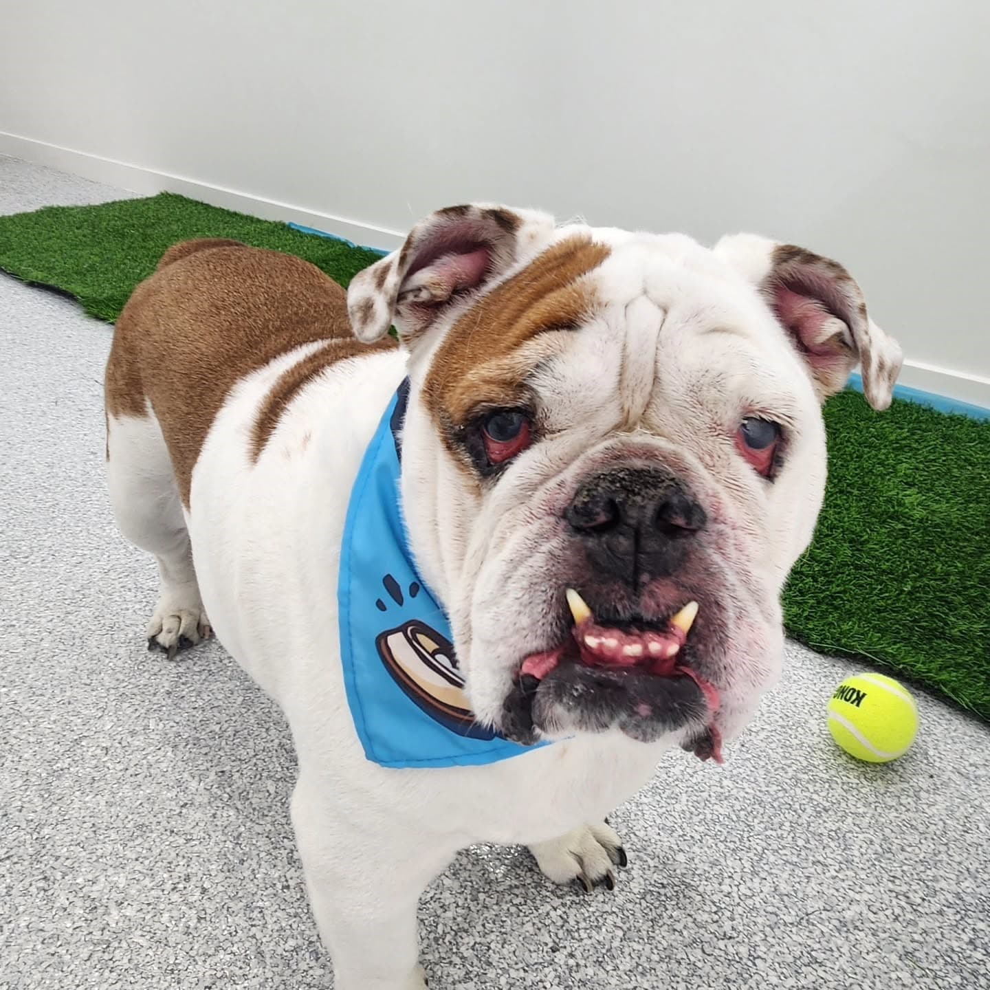 Professional dog grooming at Puppy Day La Mirada