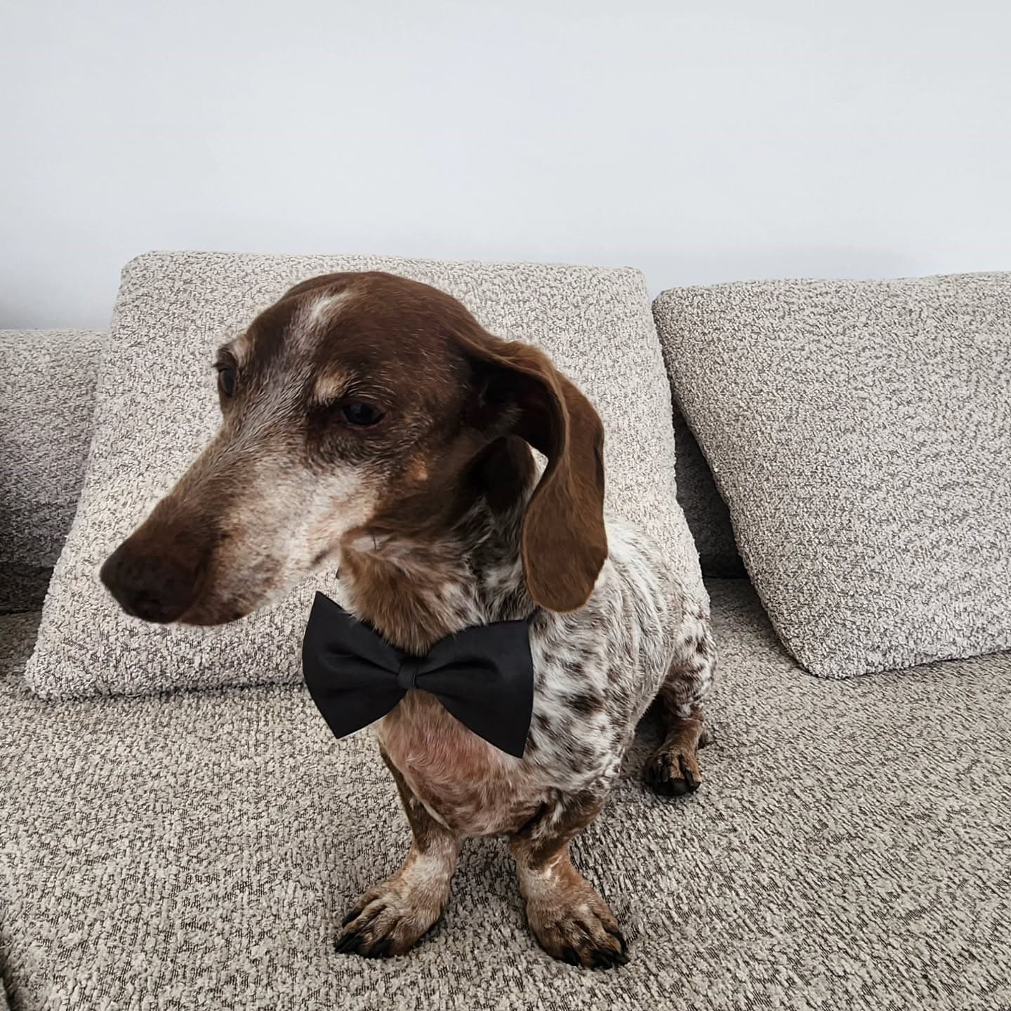 Professional dog grooming at Puppy Day La Mirada