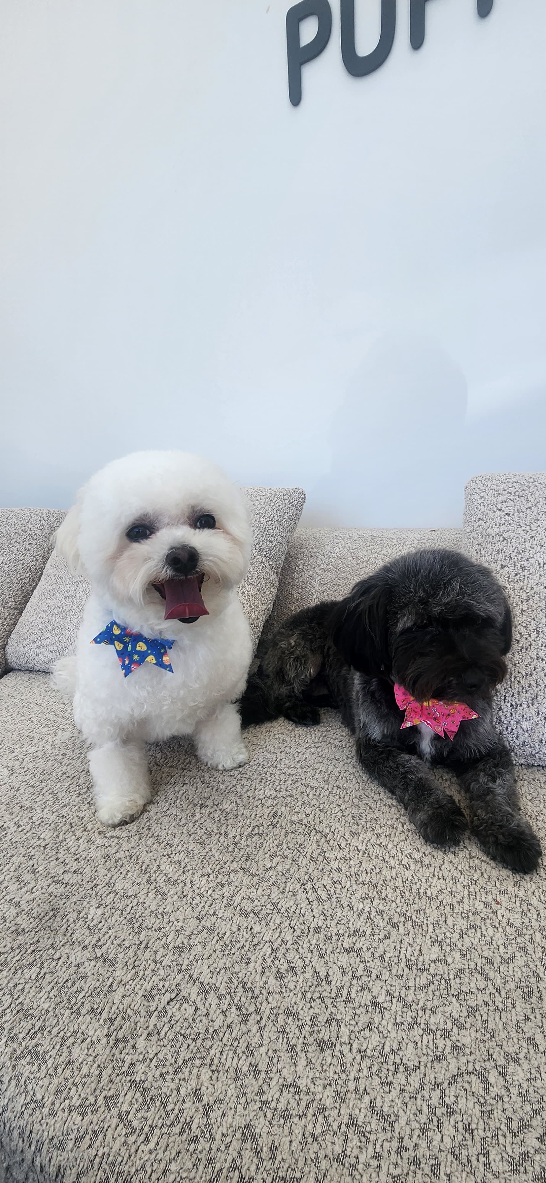 Professional dog grooming at Puppy Day La Mirada