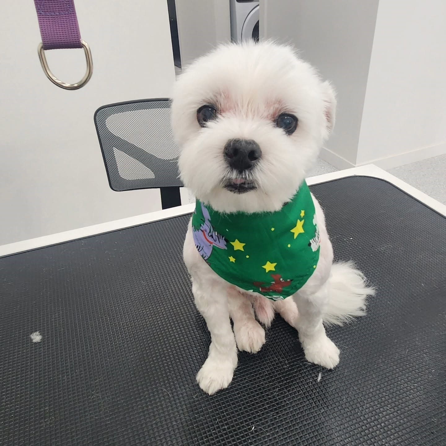 Professional dog grooming at Puppy Day La Mirada