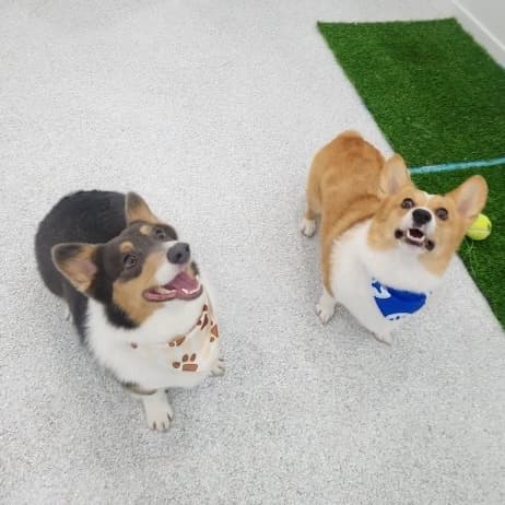 Beautiful fluffy Corgi after grooming