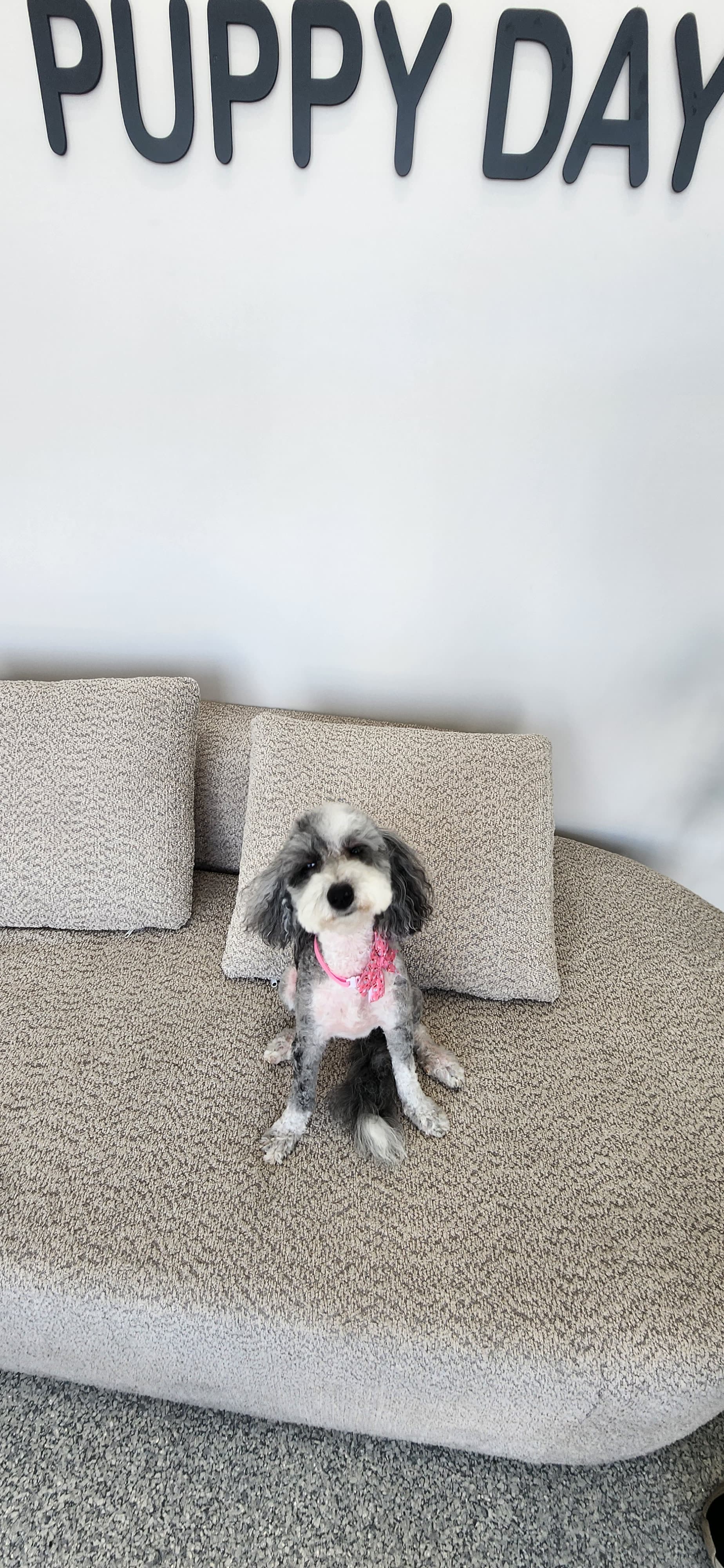 Professional dog grooming at Puppy Day La Mirada