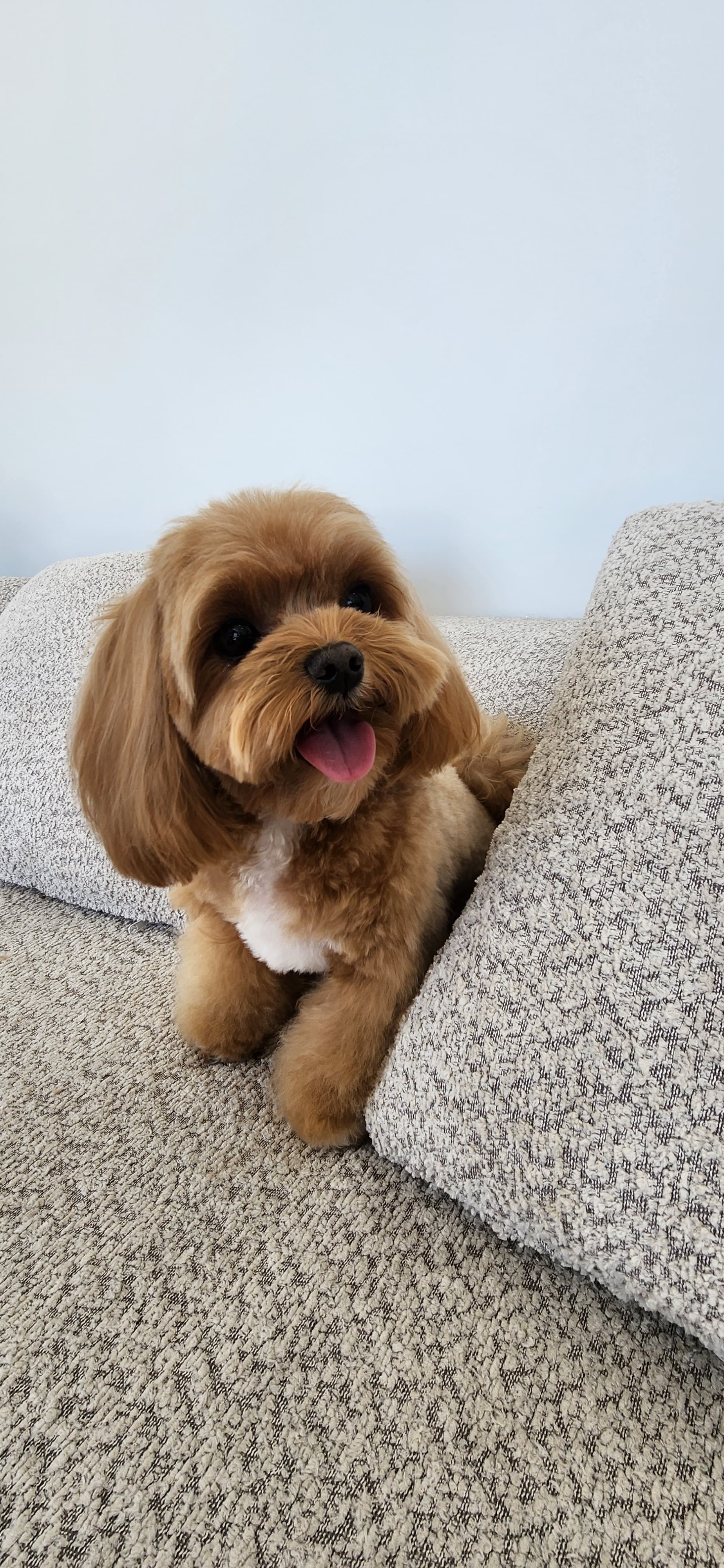 Professional dog grooming at Puppy Day La Mirada