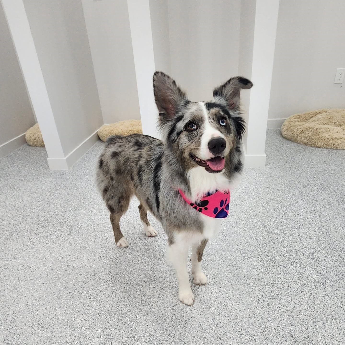 Professional dog grooming at Puppy Day La Mirada