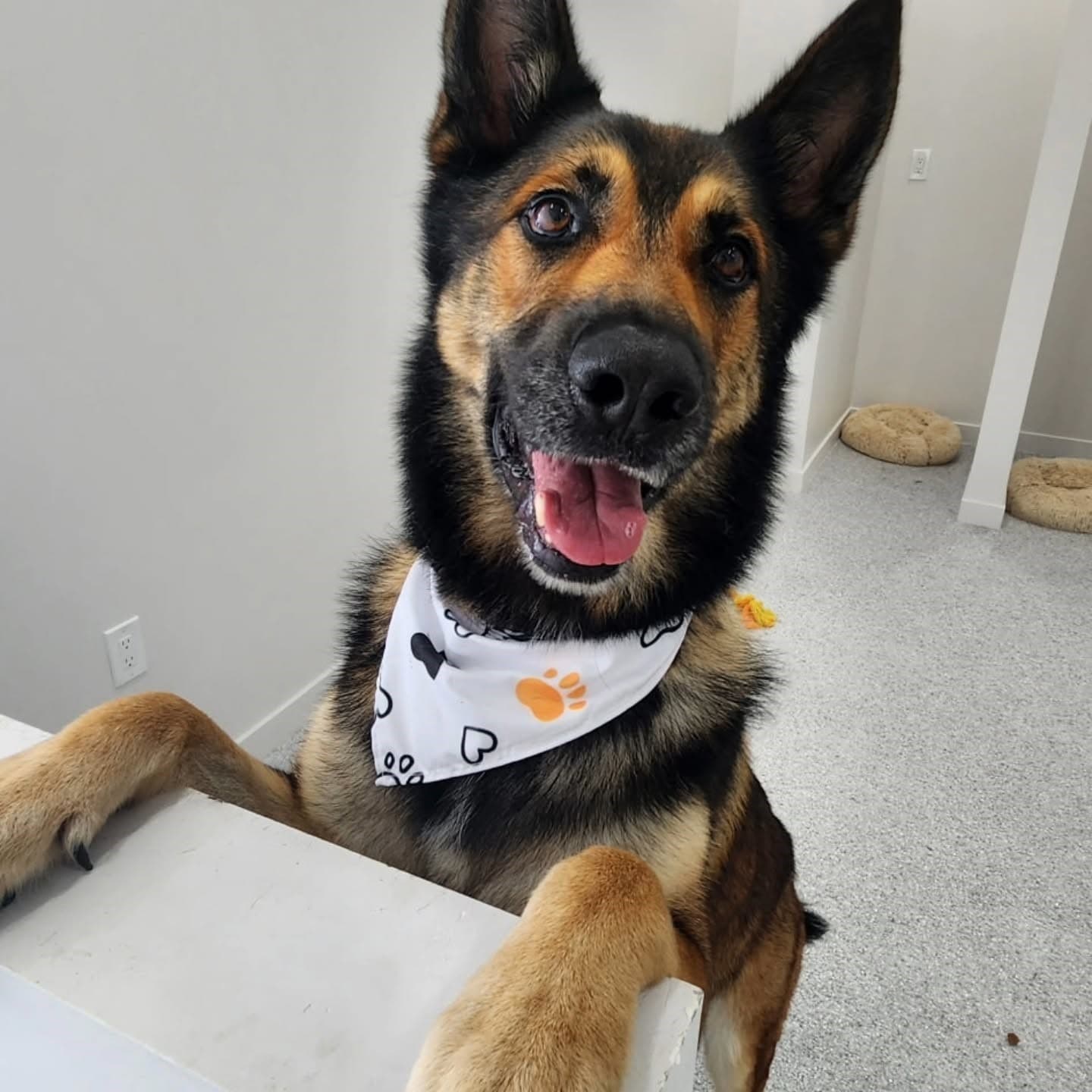 Professional dog grooming at Puppy Day La Mirada