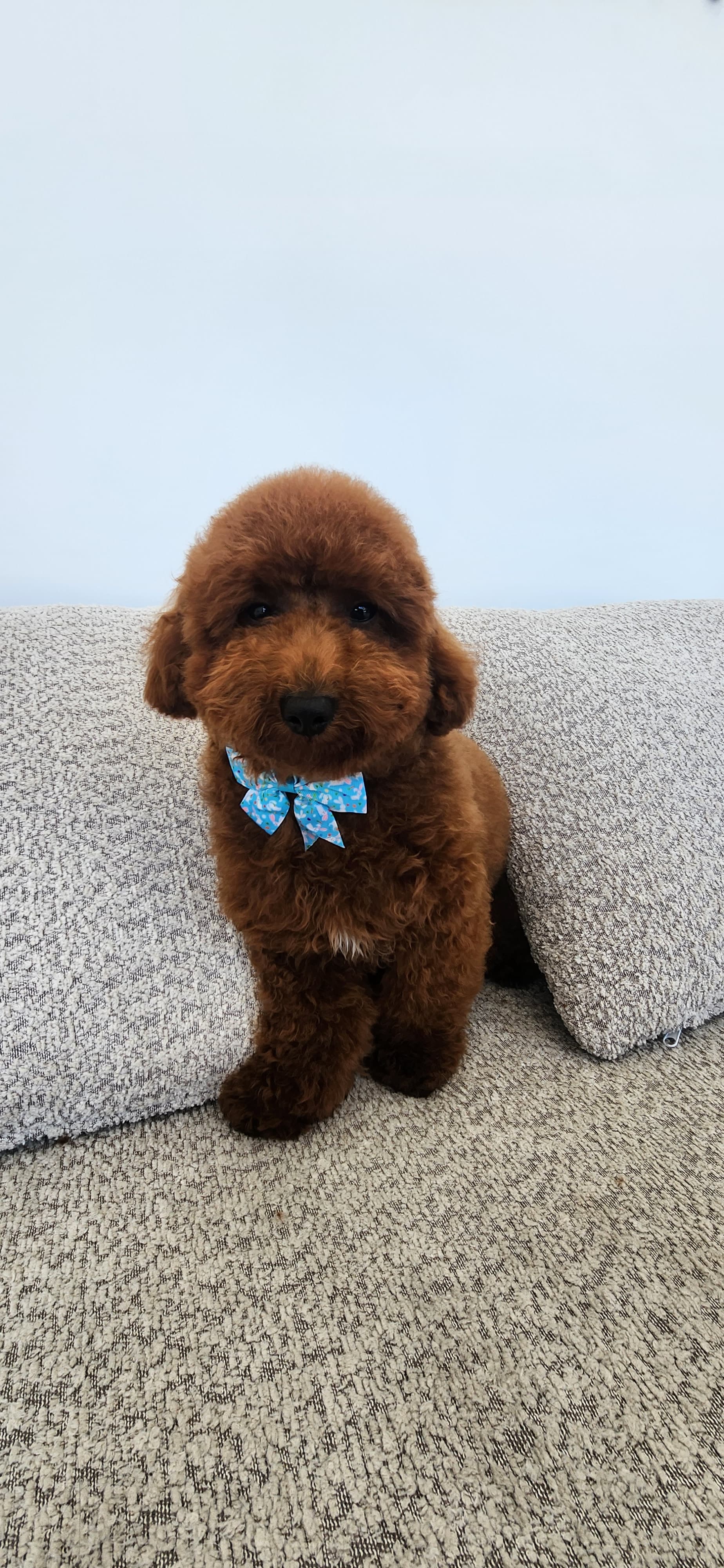 Professional dog grooming at Puppy Day La Mirada