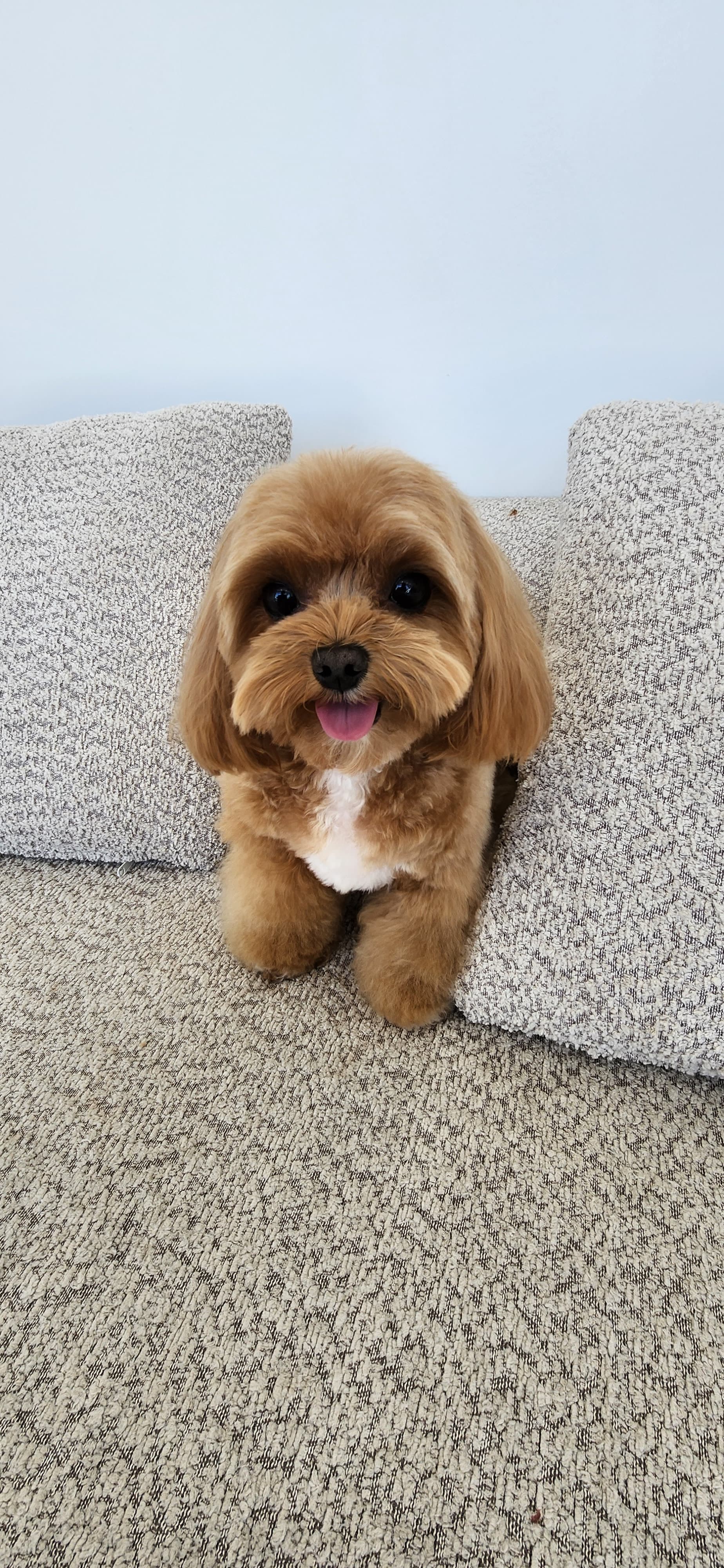 Professional dog grooming at Puppy Day La Mirada