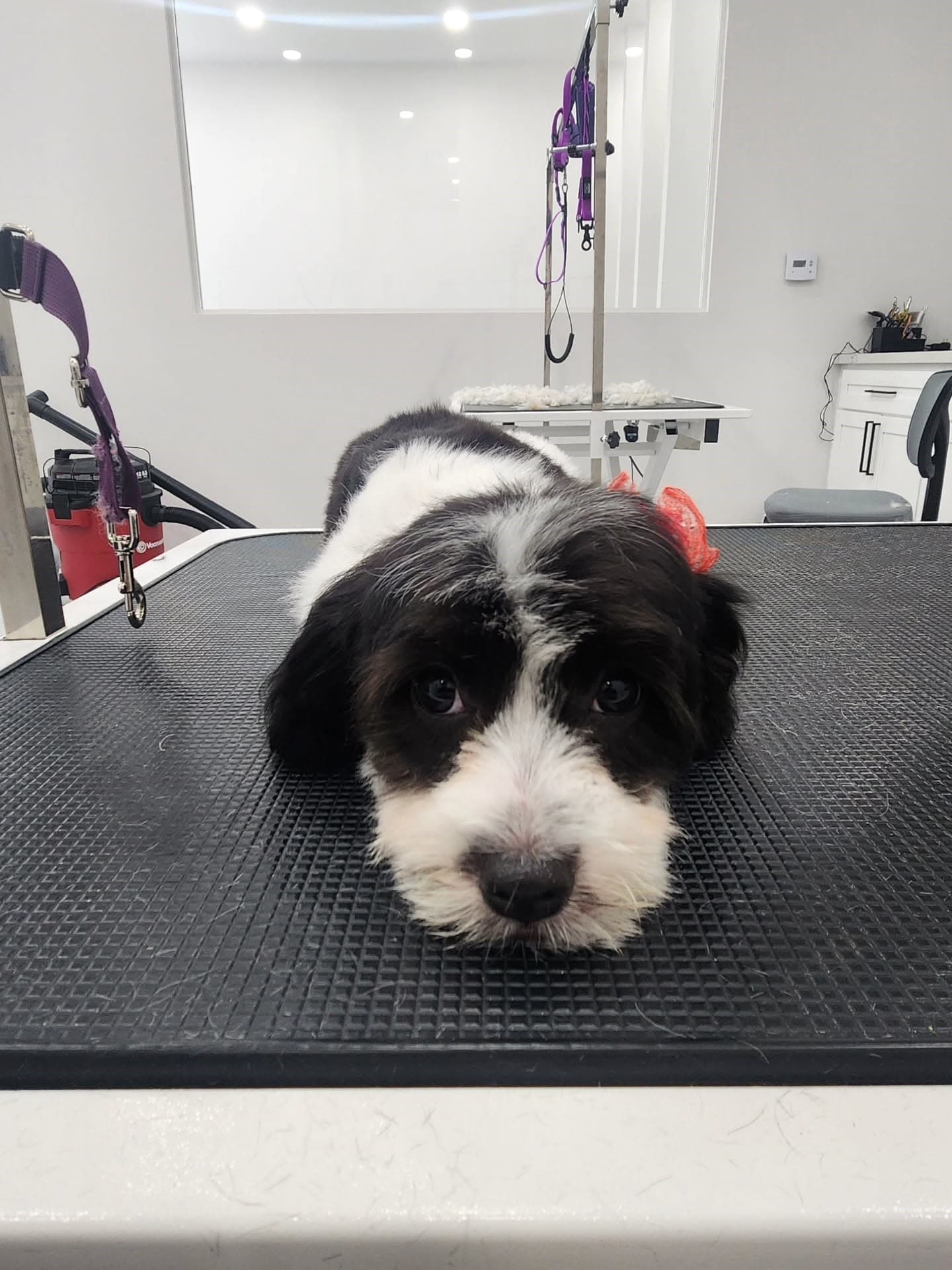 Professional dog grooming at Puppy Day La Mirada