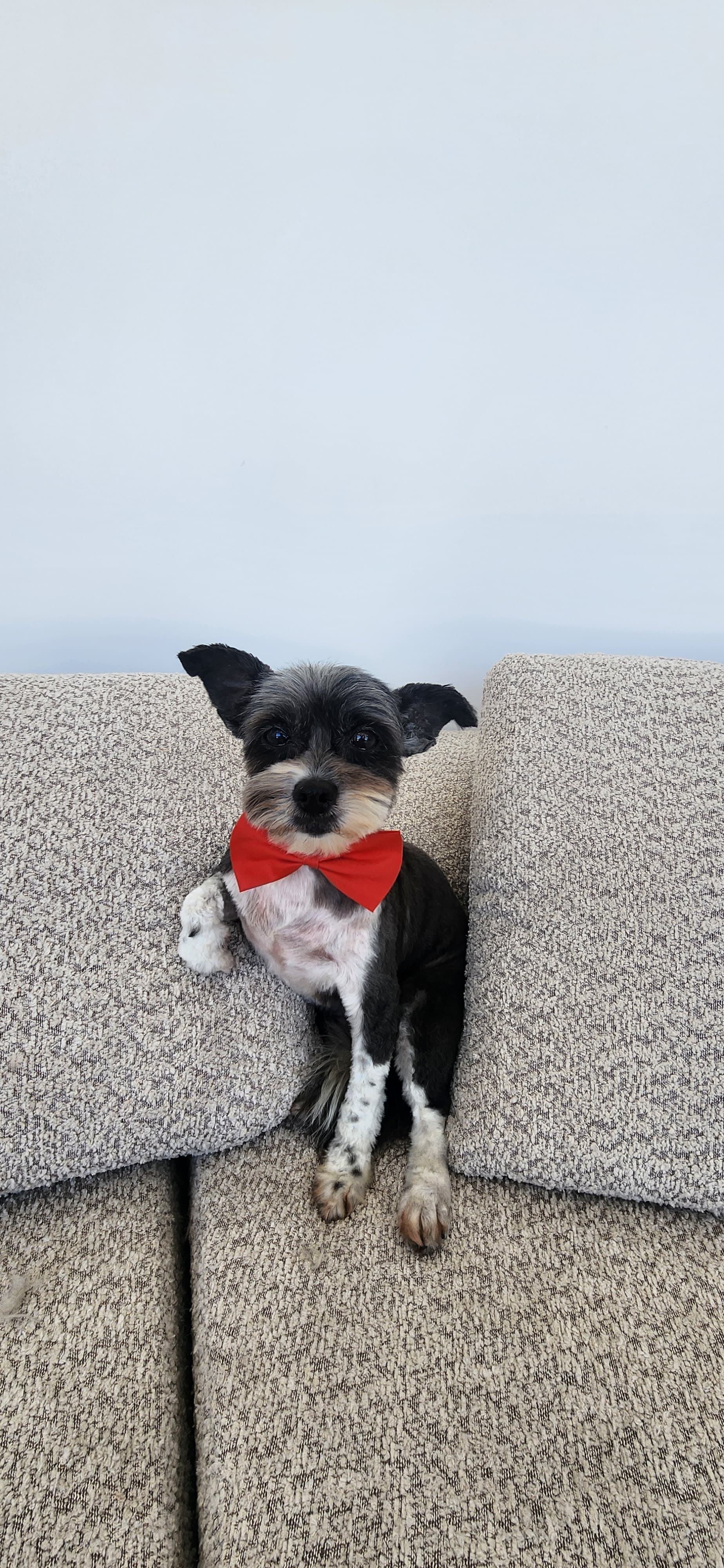 Professional dog grooming at Puppy Day La Mirada